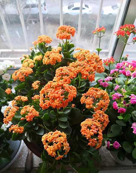 初次养花适合养什么花