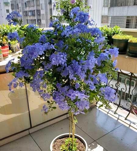 初次养花适合养什么花