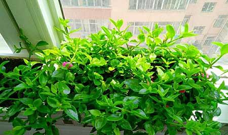 初次养花适合养什么花