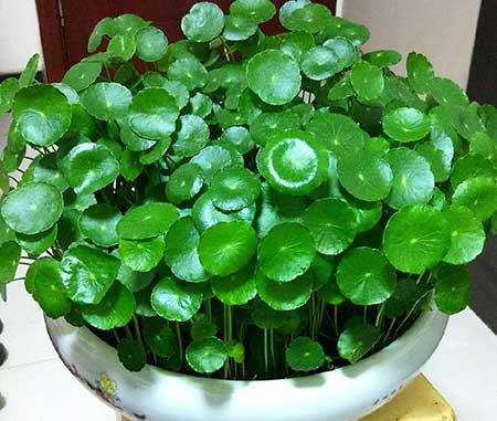 初次养花适合养什么花