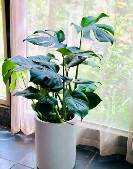 初次养花适合养什么花