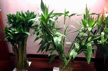 初次养花适合养什么花