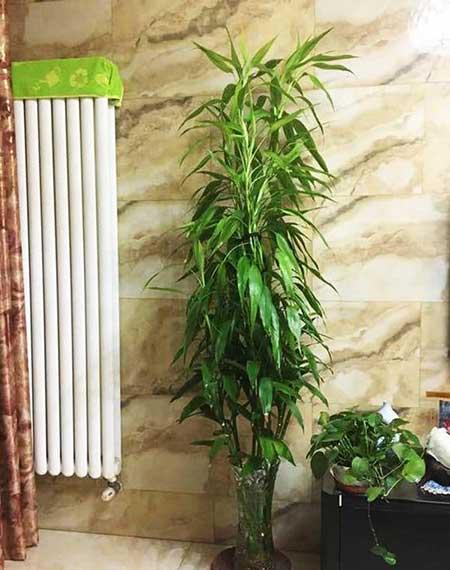 初次养花适合养什么花