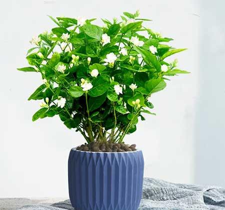 北方最好养的室内花卉