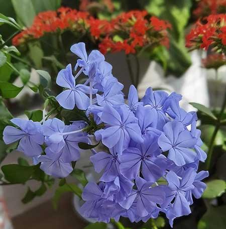 北方室内适合养的花