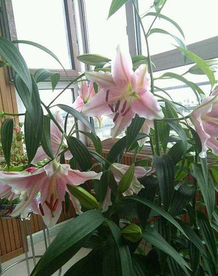 北方室内适合养的花