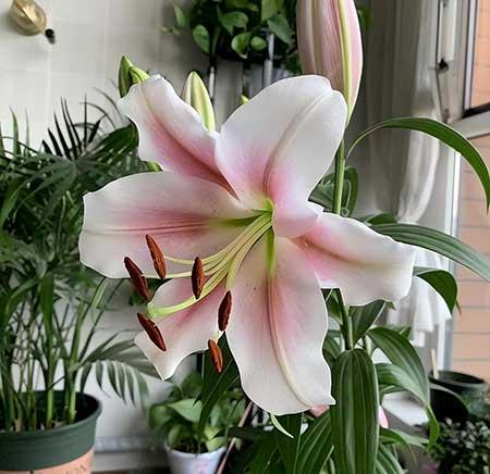 北方室内适合养的花