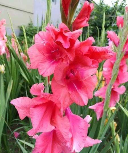 北方室内适合养的花