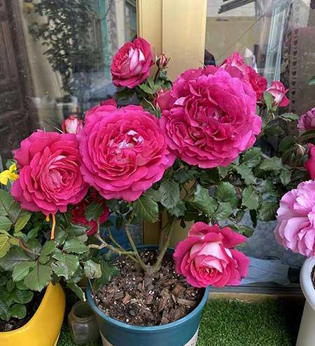 北方室内适合养的花
