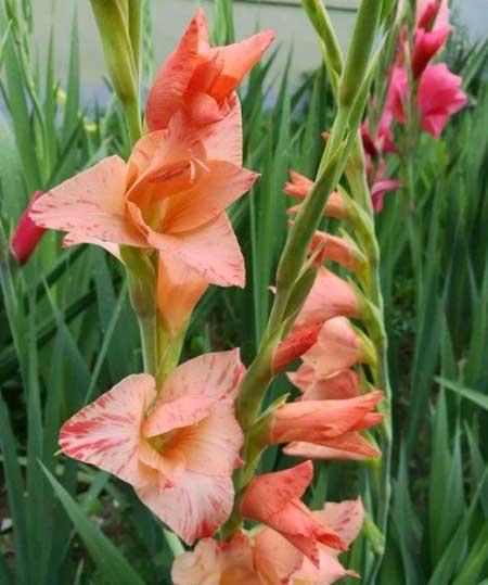 北方室内适合养的花