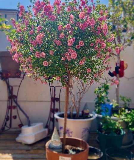 北方室内适合养的花
