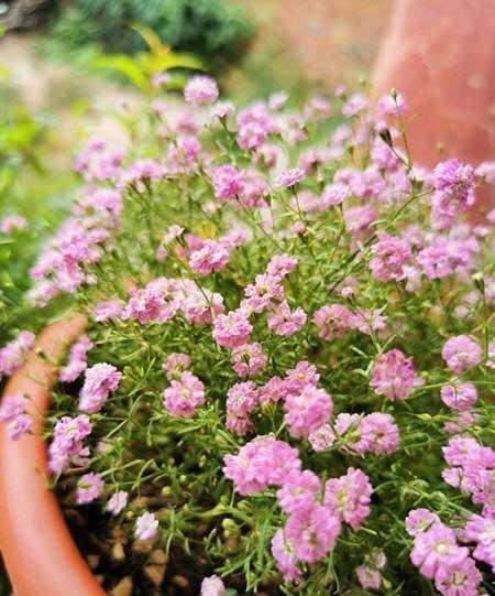 北方室内适合养的花