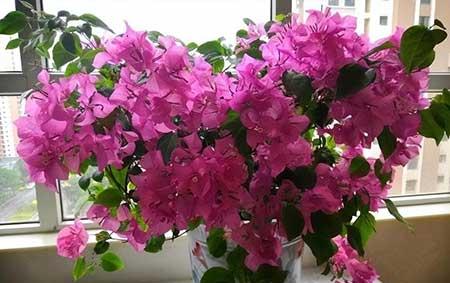 北方室内适合养的花