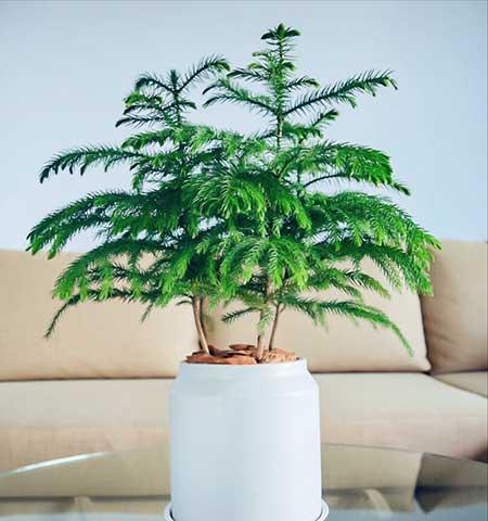 办公室能养的花