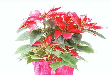 办公室能养的花