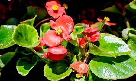 办公室能养的花