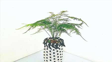 办公室能养的花