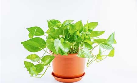 办公室能养的花