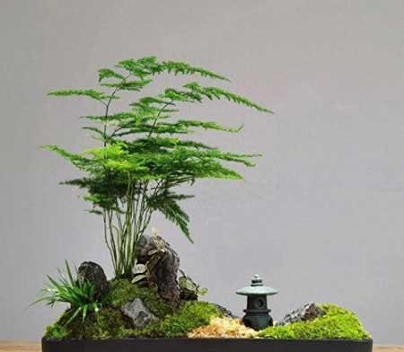 最好养最易活的绿植植物