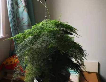 最好养的办公室绿植