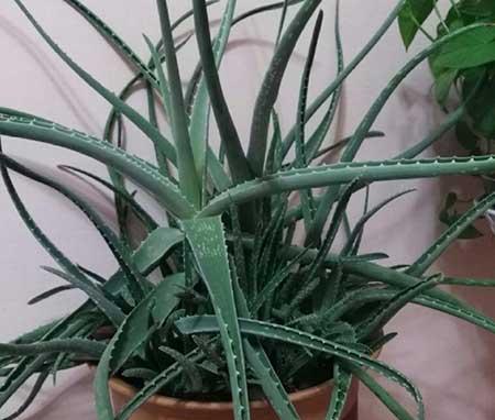最好养的办公室绿植