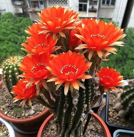 好养殖的盆栽花卉