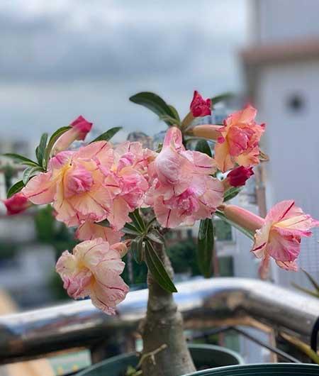 好养殖的盆栽花卉
