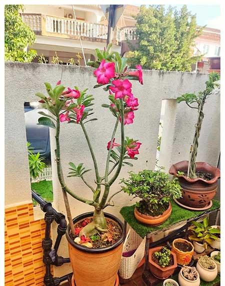 好养殖的盆栽花卉