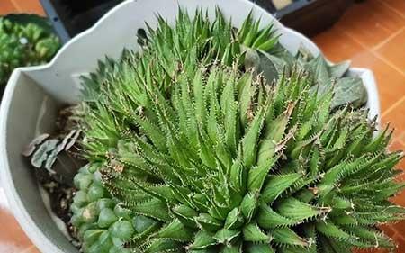 好养殖的盆栽花卉