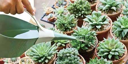 好养殖的盆栽花卉