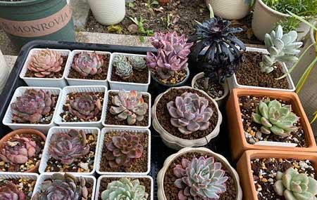 好养殖的盆栽花卉