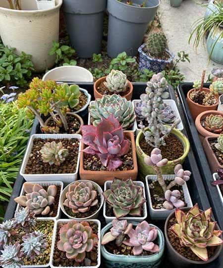 好养殖的盆栽花卉