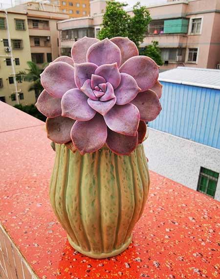 好养殖的盆栽花卉