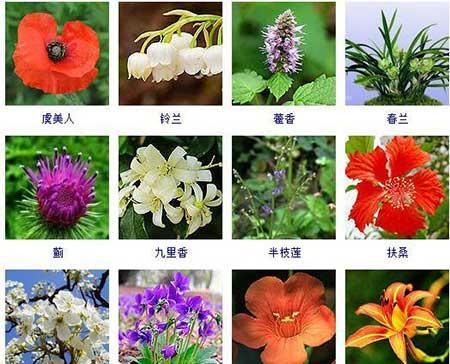 种花卉