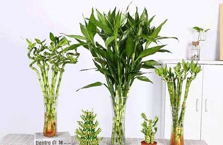 学校班级养什么绿植花好
