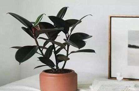 学校班级养什么绿植花好