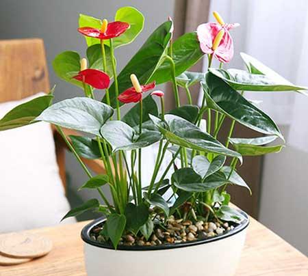 学校班级养什么绿植花好