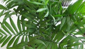 夏威夷绿植的养殖方法