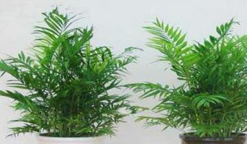 夏威夷绿植的养殖方法