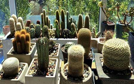 卧室适合养绿植吗