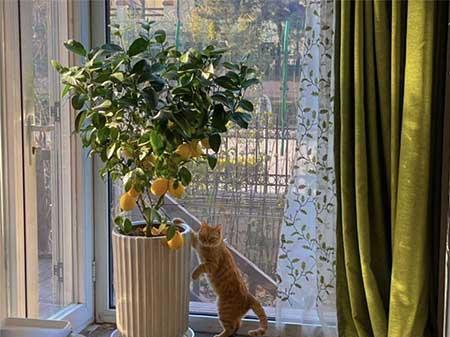 卧室适合养绿植吗