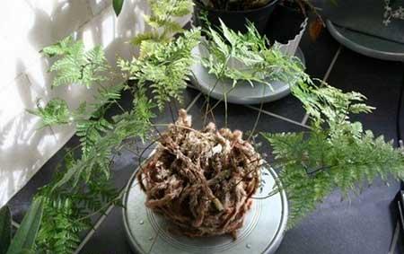 卫生间养的绿植