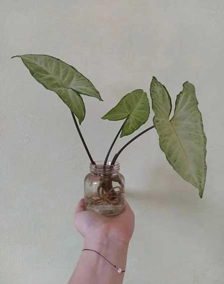卫生间养的绿植