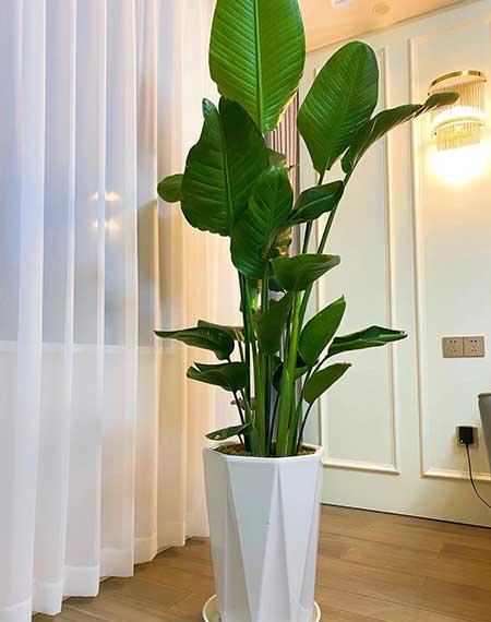 天堂鸟绿植怎么养护