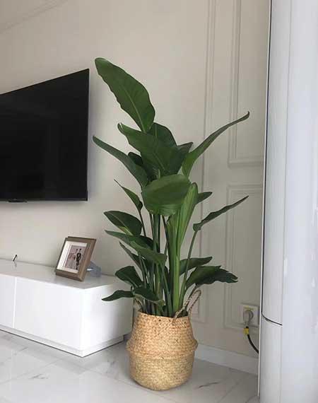 天堂鸟绿植怎么养护