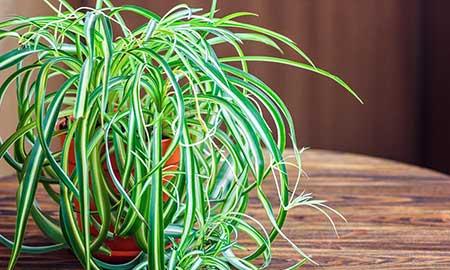 室内养的绿色植物