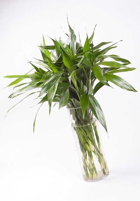 室内养的绿色植物