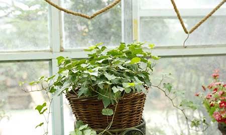室内养的绿色植物