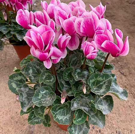 室内容易养的花