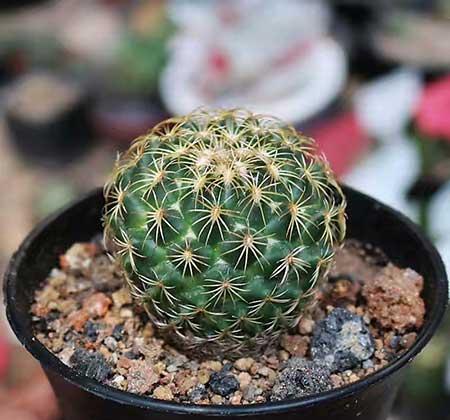 室内容易养的花